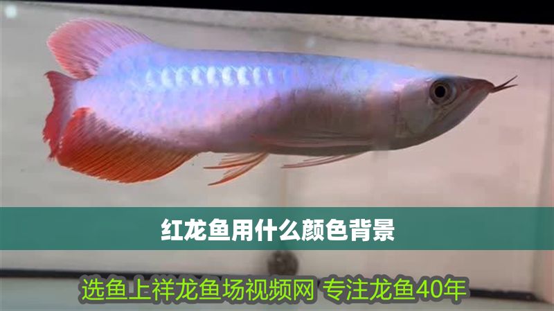 紅龍魚用什么顏色背景