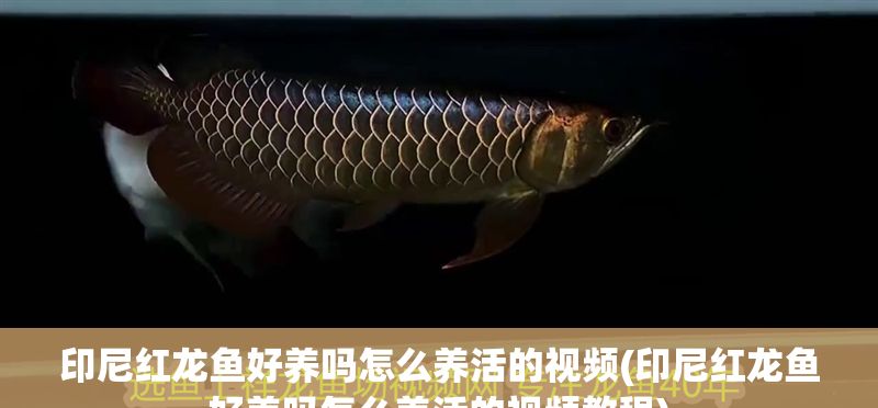 印尼紅龍魚好養(yǎng)嗎怎么養(yǎng)活的視頻(印尼紅龍魚好養(yǎng)嗎怎么養(yǎng)活的視頻教程)