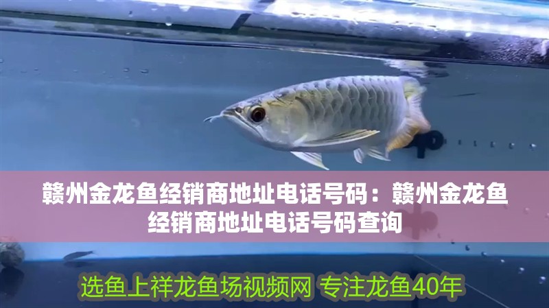 贛州金龍魚經銷商地址電話號碼：贛州金龍魚經銷商地址電話號碼查詢