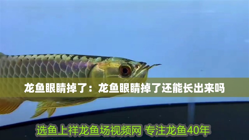 龍魚眼睛掉了：龍魚眼睛掉了還能長(zhǎng)出來嗎