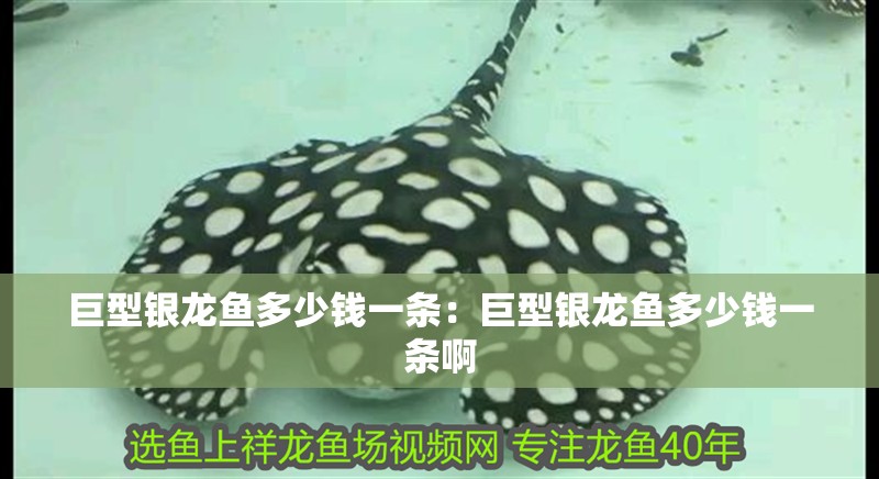 巨型銀龍魚多少錢一條：巨型銀龍魚多少錢一條啊