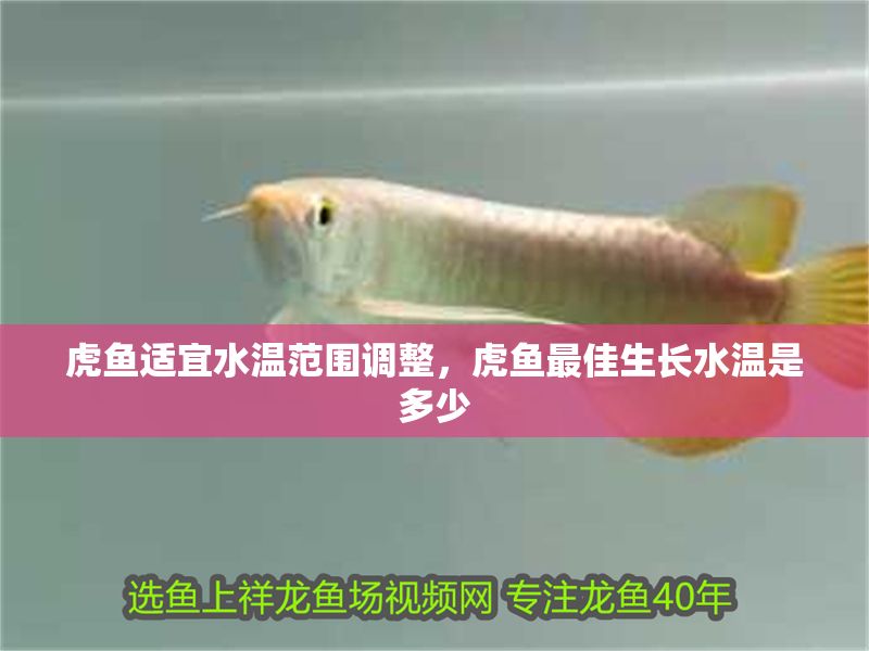 虎魚適宜水溫范圍調整，虎魚最佳生長水溫是多少 虎魚適宜水溫范圍調整，虎魚最佳生長水溫是多少 虎魚百科 第1張