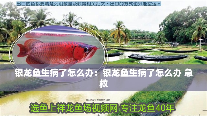 銀龍魚(yú)生病了怎么辦：銀龍魚(yú)生病了怎么辦 急救