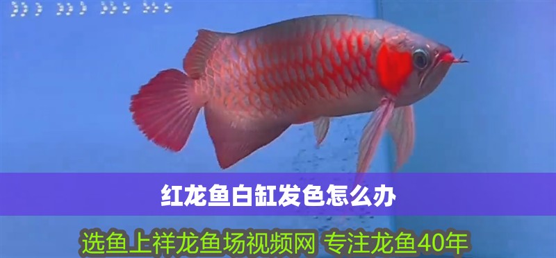 紅龍魚白缸發色怎么辦