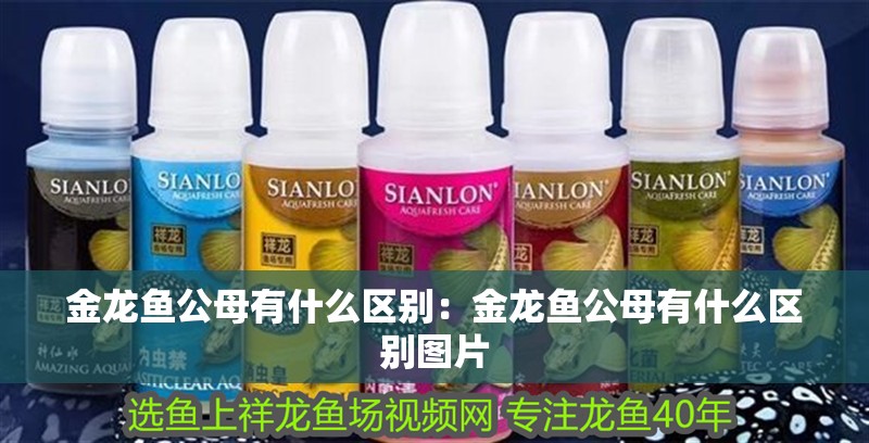 金龍魚公母有什么區(qū)別：金龍魚公母有什么區(qū)別圖片