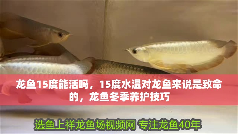 龍魚15度能活嗎，15度水溫對龍魚來說是致命的，龍魚冬季養護技巧