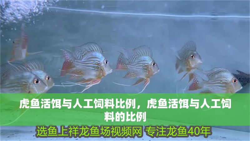 虎魚(yú)活餌與人工飼料比例,虎魚(yú)活餌與人工飼料的比例
