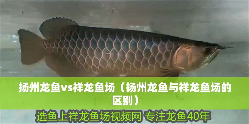 揚州龍魚vs祥龍魚場（揚州龍魚與祥龍魚場的區別）