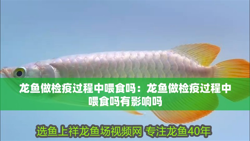 龍魚做檢疫過程中喂食嗎：龍魚做檢疫過程中喂食嗎有影響嗎