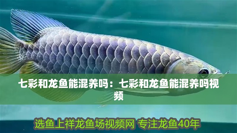 七彩和龍魚能混養嗎：七彩和龍魚能混養嗎視頻 七彩和龍魚能混養嗎：七彩和龍魚能混養嗎視頻 水族問答