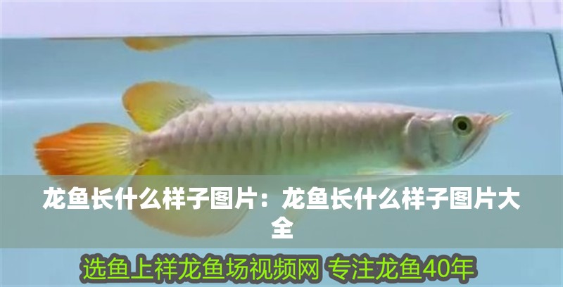龍魚長什么樣子圖片：龍魚長什么樣子圖片大全