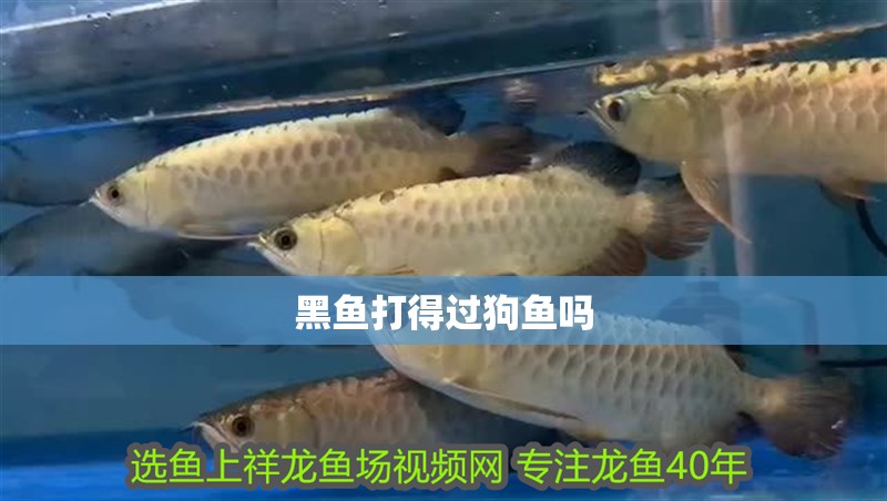 黑魚打得過狗魚嗎