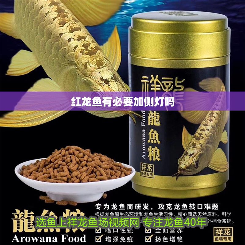 紅龍魚有必要加側燈嗎