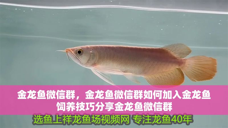 金龍魚微信群，金龍魚微信群如何加入金龍魚飼養技巧分享金龍魚微信群