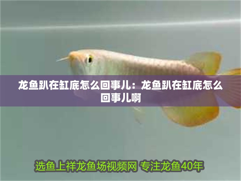 龍魚趴在缸底怎么回事兒：龍魚趴在缸底怎么回事兒啊