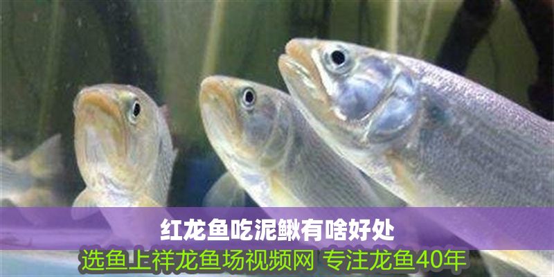紅龍魚吃泥鰍有啥好處