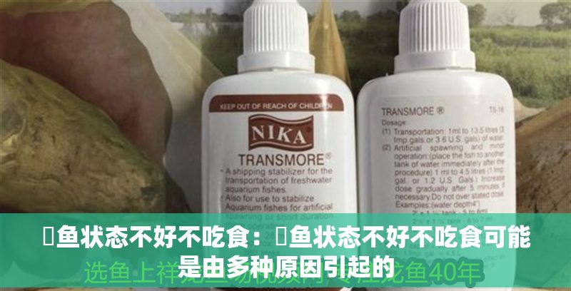 魟魚狀態不好不吃食：魟魚狀態不好不吃食可能是由多種原因引起的