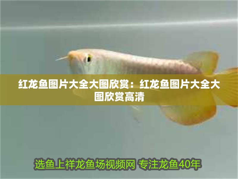 紅龍魚圖片大全大圖欣賞：紅龍魚圖片大全大圖欣賞高清
