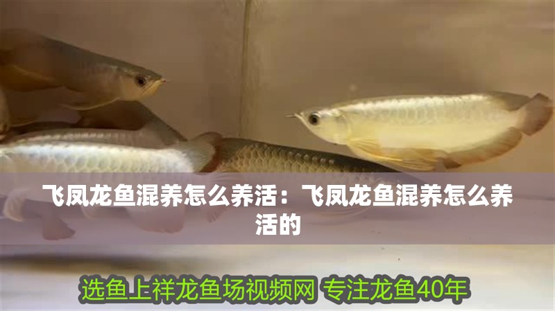 飛鳳龍魚混養怎么養活：飛鳳龍魚混養怎么養活的