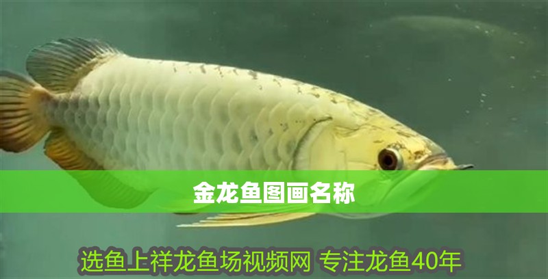 金龍魚圖畫名稱