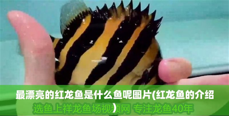 最漂亮的紅龍魚是什么魚呢圖片(紅龍魚的介紹)