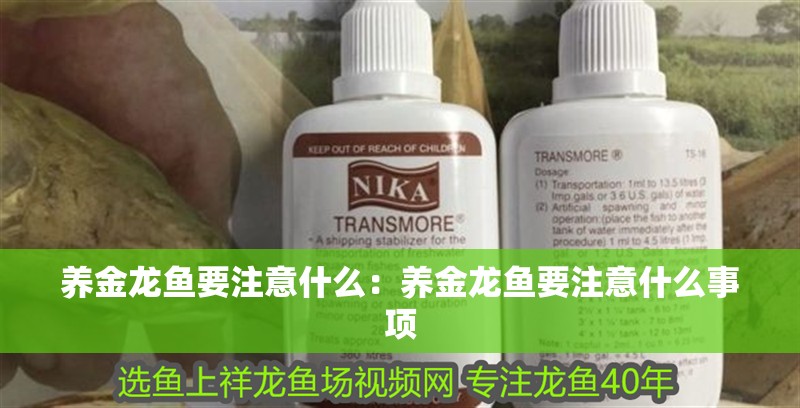 養金龍魚要注意什么：養金龍魚要注意什么事項