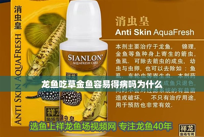 龍魚吃草金魚容易得病嗎為什么