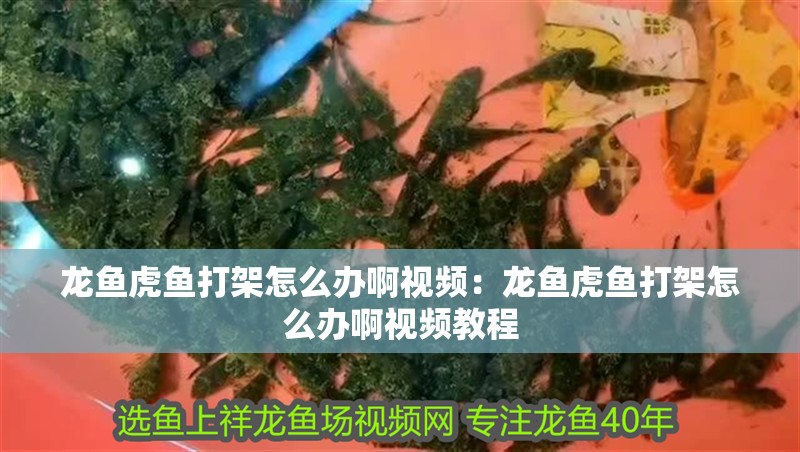 龍魚虎魚打架怎么辦啊視頻：龍魚虎魚打架怎么辦啊視頻教程