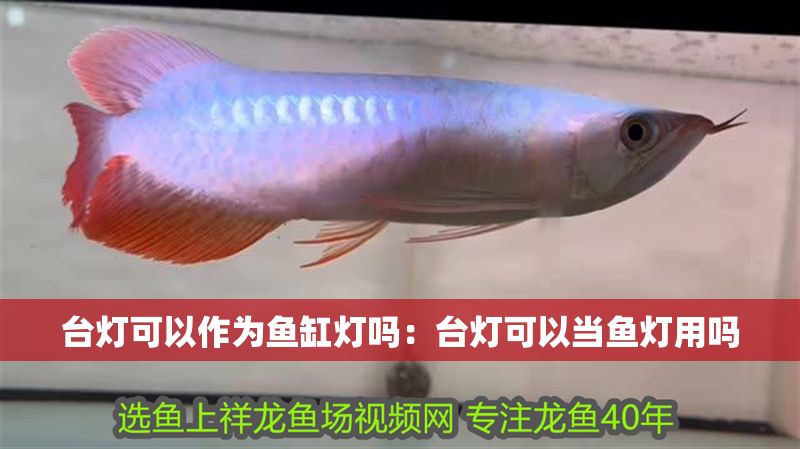 臺燈可以作為魚缸燈嗎：臺燈可以當魚燈用嗎