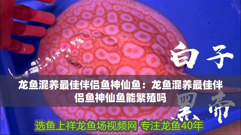 龍魚混養最佳伴侶魚神仙魚：龍魚混養最佳伴侶魚神仙魚能繁殖嗎