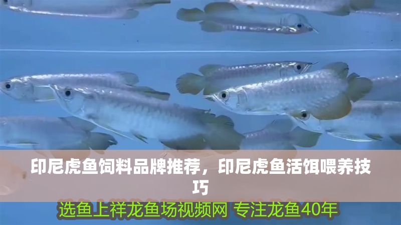 印尼虎魚飼料品牌推薦，印尼虎魚活餌喂養技巧
