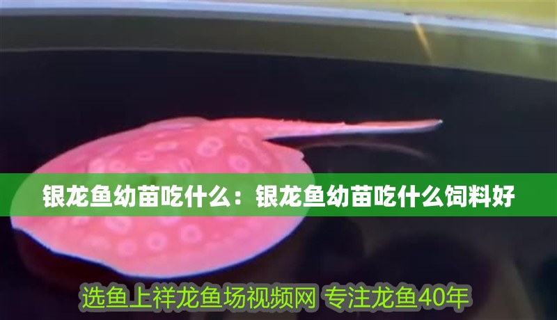 銀龍魚幼苗吃什么：銀龍魚幼苗吃什么飼料好