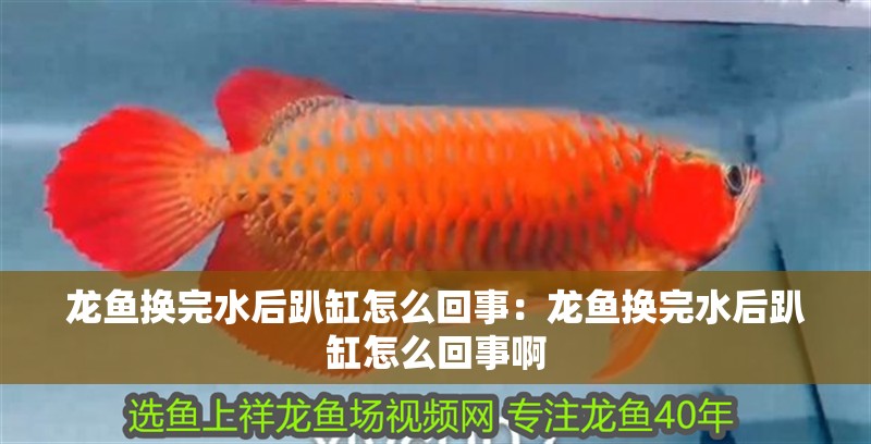 龍魚換完水后趴缸怎么回事：龍魚換完水后趴缸怎么回事啊