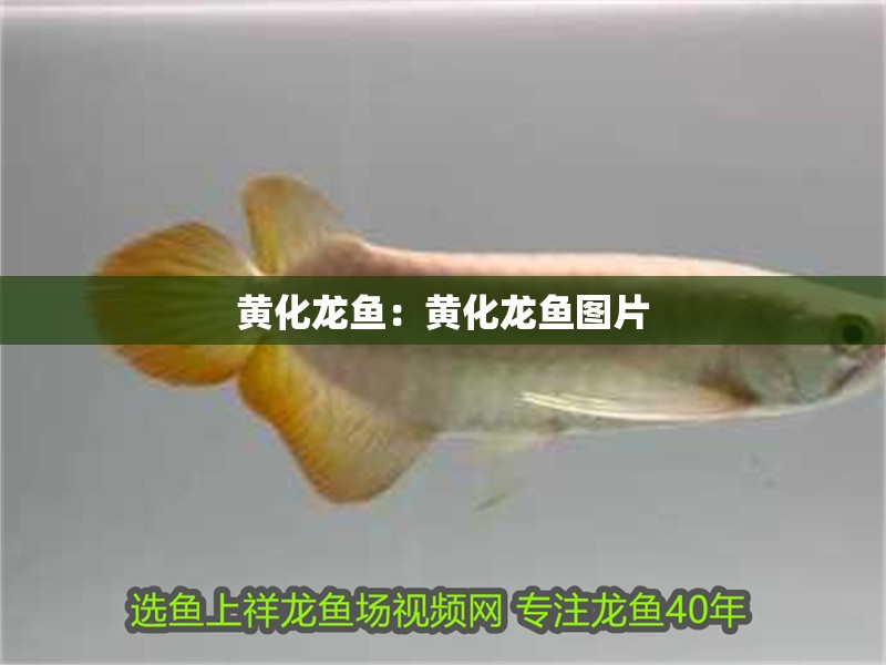 黃化龍魚：黃化龍魚圖片