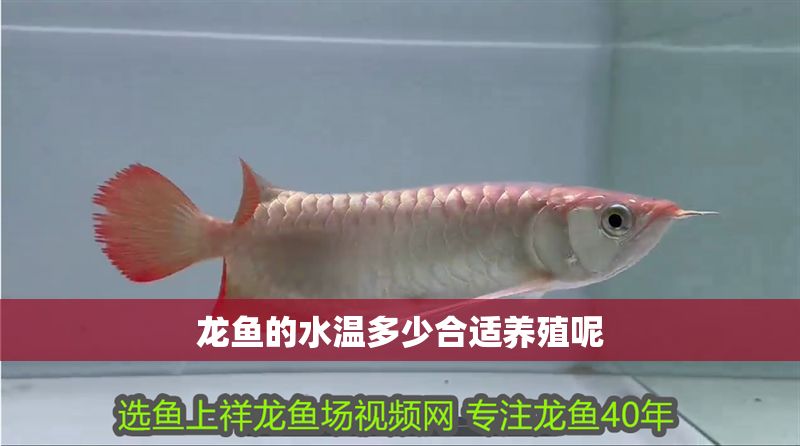 龍魚的水溫多少合適養殖呢