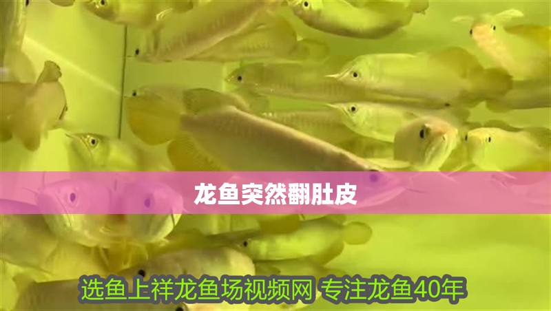 龍魚突然翻肚皮