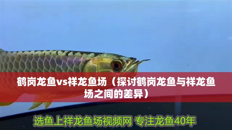 鶴崗龍魚vs祥龍魚場（探討鶴崗龍魚與祥龍魚場之間的差異）