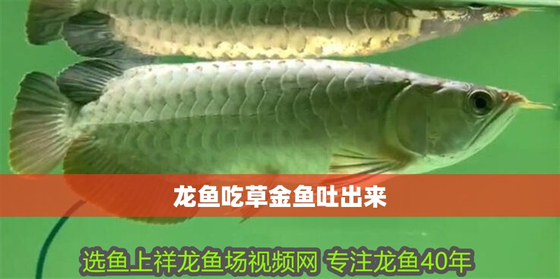 龍魚吃草金魚吐出來