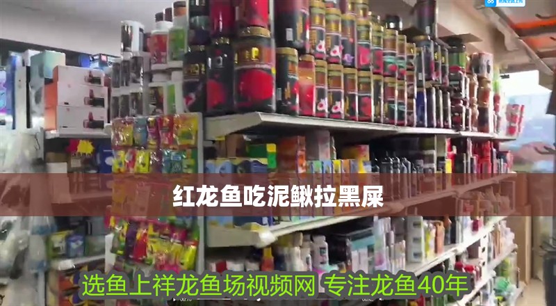 紅龍魚吃泥鰍拉黑屎