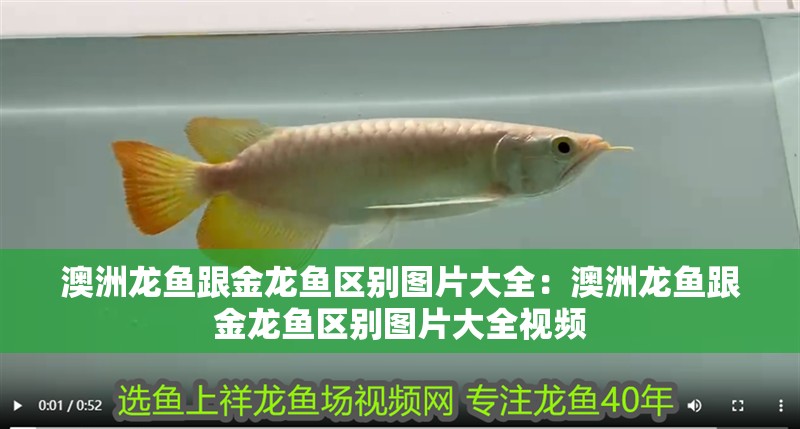 澳洲龍魚跟金龍魚區別圖片大全：澳洲龍魚跟金龍魚區別圖片大全視頻