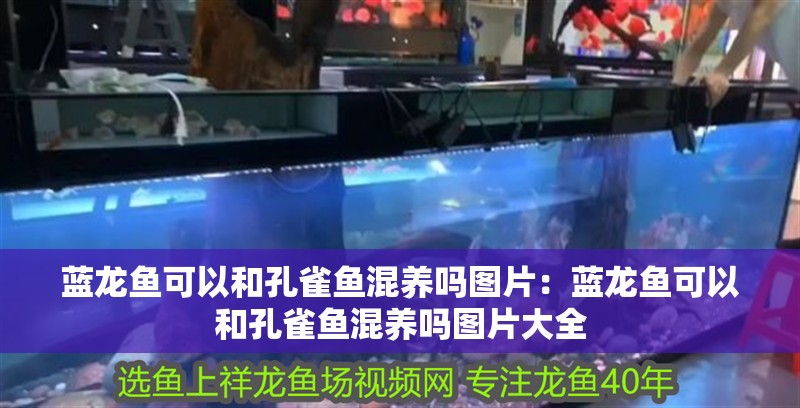 藍龍魚可以和孔雀魚混養嗎圖片：藍龍魚可以和孔雀魚混養嗎圖片大全