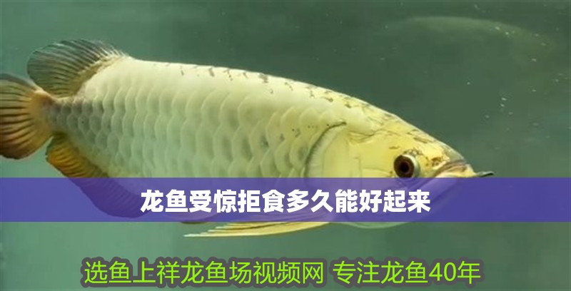 龍魚受驚拒食多久能好起來