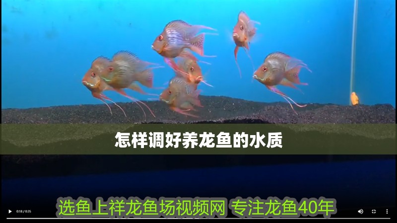 怎樣調(diào)好養(yǎng)龍魚的水質(zhì)