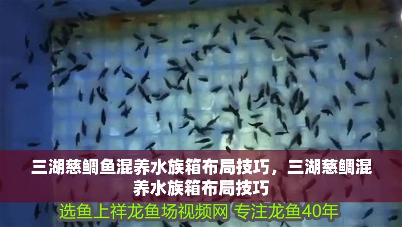 三湖慈鯛魚混養水族箱布局技巧，三湖慈鯛混養水族箱布局技巧