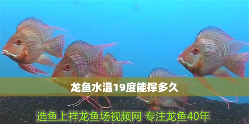 龍魚水溫19度能撐多久