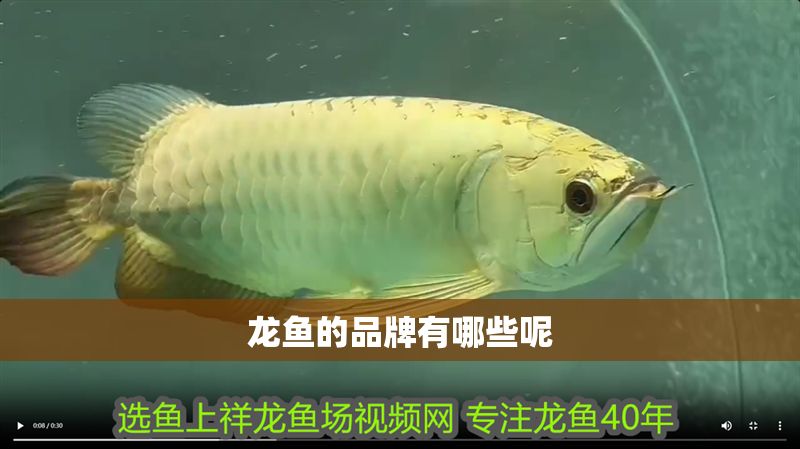 龍魚(yú)的品牌有哪些呢