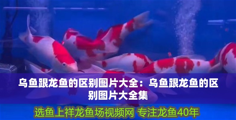烏魚跟龍魚的區(qū)別圖片大全：烏魚跟龍魚的區(qū)別圖片大全集