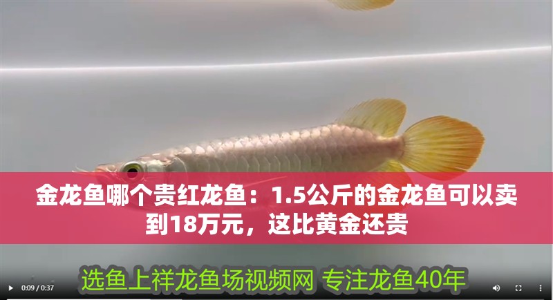 金龍魚哪個貴紅龍魚：1.5公斤的金龍魚可以賣到18萬元，這比黃金還貴