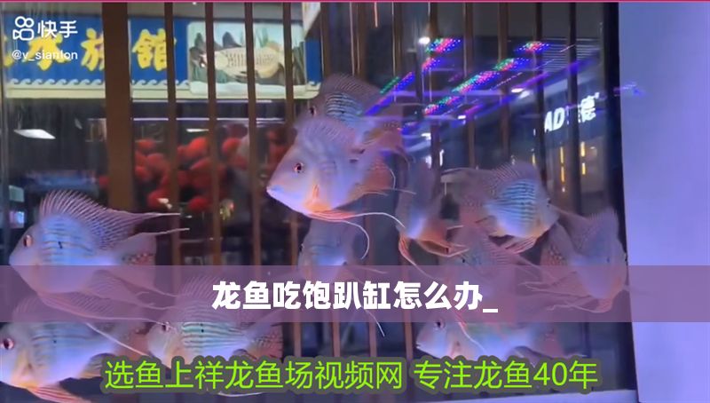 龍魚吃飽趴缸怎么辦_