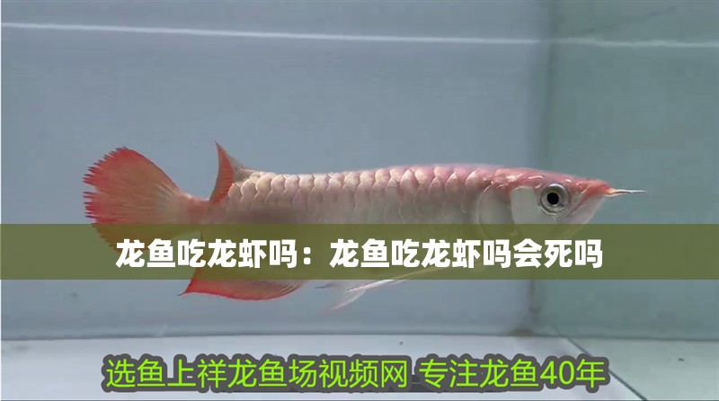 龍魚吃龍蝦嗎：龍魚吃龍蝦嗎會死嗎